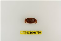 藏品(絨毛近方蟹)的圖片